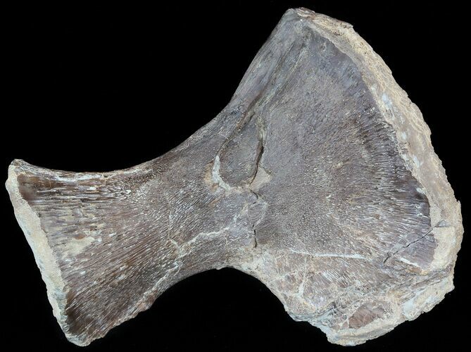 Mosasaur (Clidastes) Radius - Kansas #49331